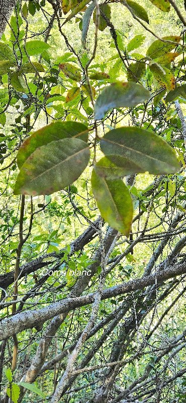4 Homalium paniculatum Corce blanc Salicaceae ENDEMIQUE LA REUNION, MAURICE 