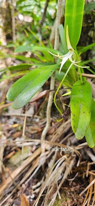 41 Jumellea recta Faux faham Orchidaceae ENDEMIQUE LA REUNION, MAURICE .jpeg