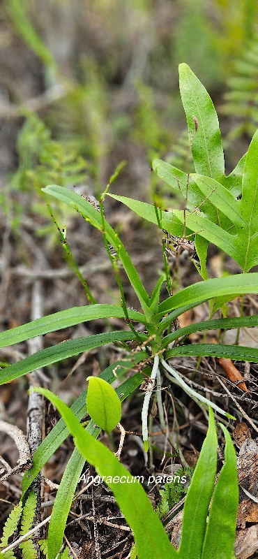 43 Angraecum patens Orchidaceae ENDEMIQUE LA REUNION .jpeg