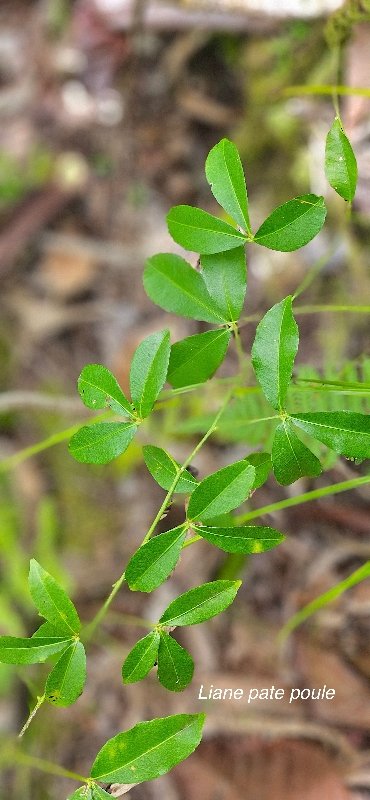 44 Toddalia asiatica Liane patte poule Rutaceae INDIGENE LA REUNION .jpeg