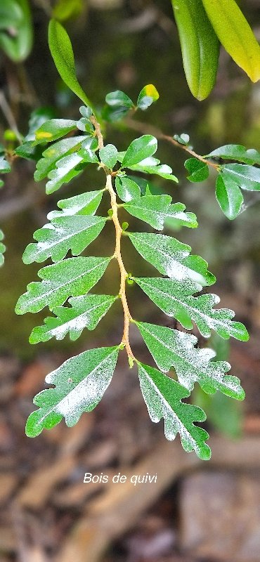 45 Turraea thouarsiana Bois de quivi Meliaceae ENDEMIQUE LA REUNION, MAURICE .jpeg