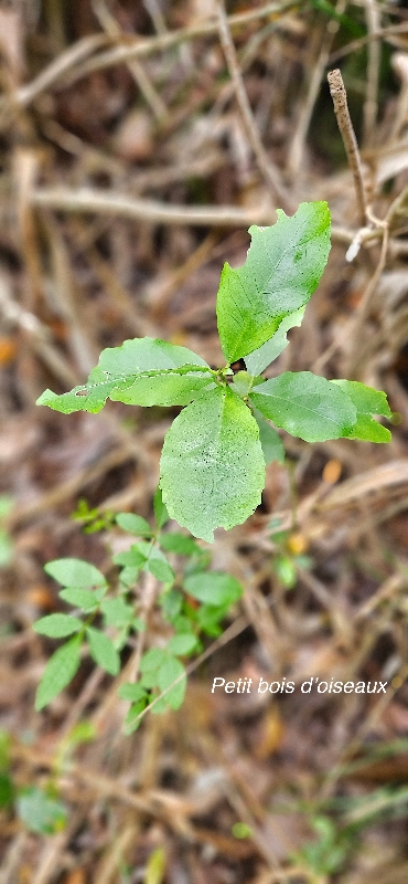 46 Claoxylon parviflorum Petit bois d'oiseaux Euphorbiaceae ENDEMIQUE MASCAREIGNES .jpeg