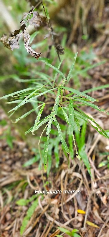 47 Hibiscus boryanus Foulsapate marron Malvaceae ENDEMIQUE LA REUNION, MAURICE .jpeg
