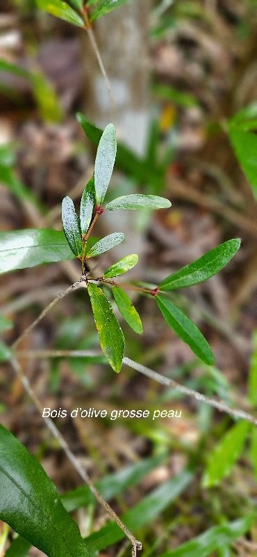 48 Pleurostylia pachyphloea Bois d'olive grosse peau Celastraceae ENDEMIQUE LA REUNION .jpeg