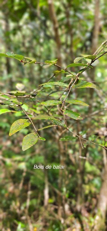 50 Memecylon confusum Bois de balai Melastomataceae ENDEMIQUE LA REUNION.jpeg