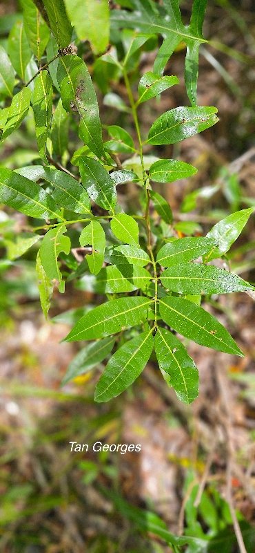 51 Molinaea alternifolia Tan Georges Sapindaceae  ENDEMIQUE LA REUNION, MAURICE .jpeg