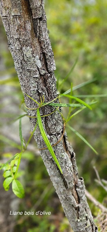 52 Secamone volubilis Liane bois d'olive Apocynaceae ENDEMIQUE LA REUNION,MAURICE .jpeg