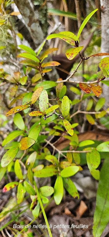 55 Eugenia buxifolia Bois de NEFLES A petites feuilles Myrtaceae ENDEMIQUE LA REUNION .jpeg
