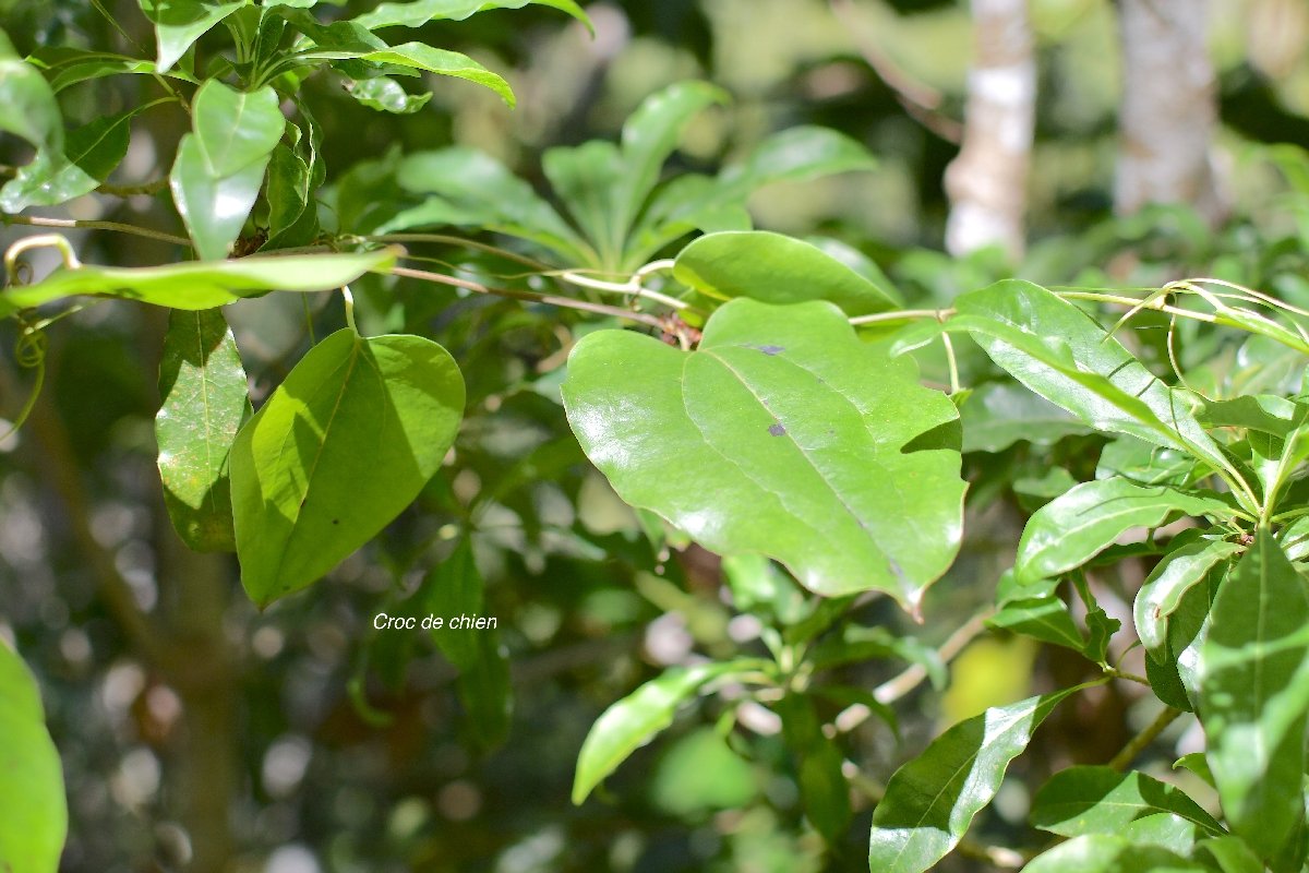 6 Smilax anceps Croc de chien Smilacaceae INDIGENE LA REUNION 