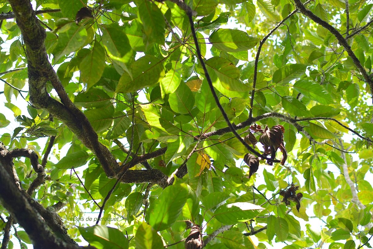 60 Hancea integrifolia Bois de perroquet Euphorbiaceae ENDEMIQUE LA REUNION, MAURICE .jpeg