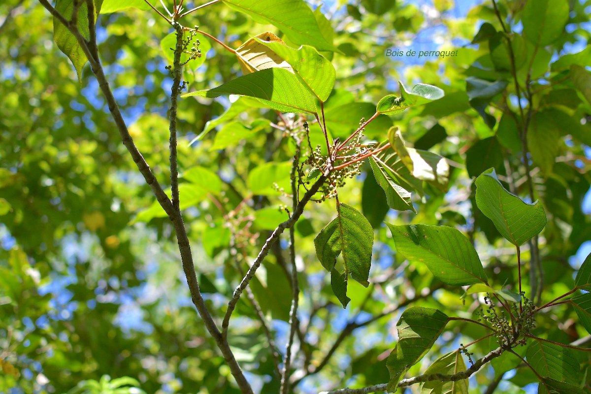 61 Hancea integrifolia Bois de perroquet Euphorbiaceae ENDEMIQUE LA REUNION, MAURICE .jpeg