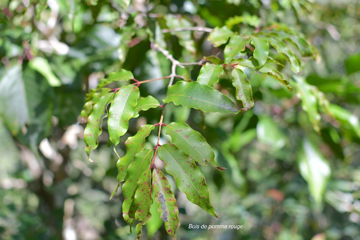 62 Syzygium cymosum Bois de pomme rouge Myrtaceae ENDEMIQUE LA REUNION, MAURICE .jpeg
