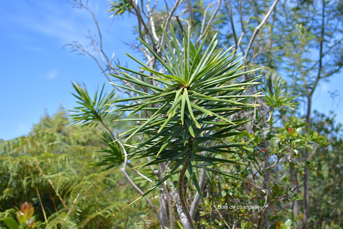 65 Dracaena reflexa Bois de chandelle Asparagaceae INDIGENE LA REUNION .jpeg
