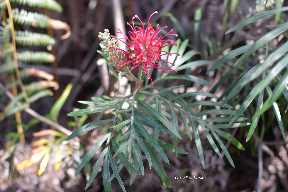 66 Grevillea banksii Proteaceae ENVAHISSANT seulement en mililieu PERTURBE .jpeg