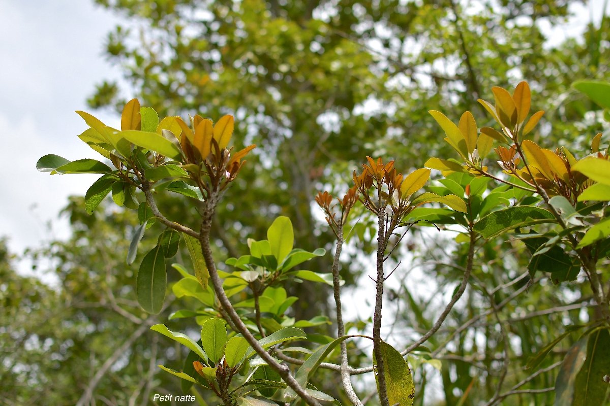 68 Labourdonnaisia calophylloides Petit natte Sapotaceae ENDEMIQUE LA REUNION ,MAURICE .jpeg