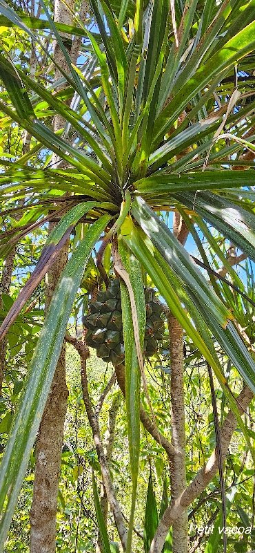 7 Pandanus sylvestris Petit vacoa Pandanaceae ENDEMIQUE LA REUNION .jpeg