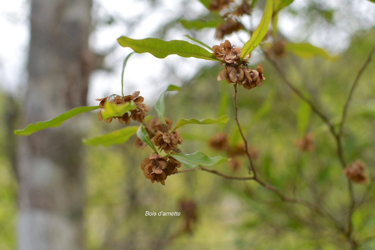 74 Dodonaea viscosa Bois d'arnette Sapindaceae INDIGENE LA REUNION .jpeg