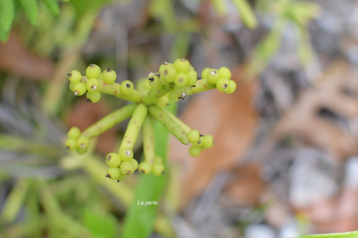 75 Rhipsalis baccifera La perle Cactaceae INDIGENE LA REUNION .jpeg
