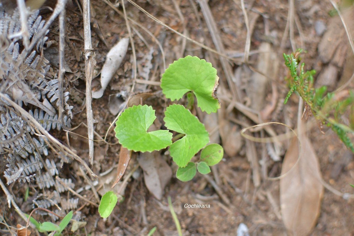 76 Hydrocotyle ficarioides ( Centella asiatica) COCHLEARIA Apiaceae INDIGENE ?.jpeg