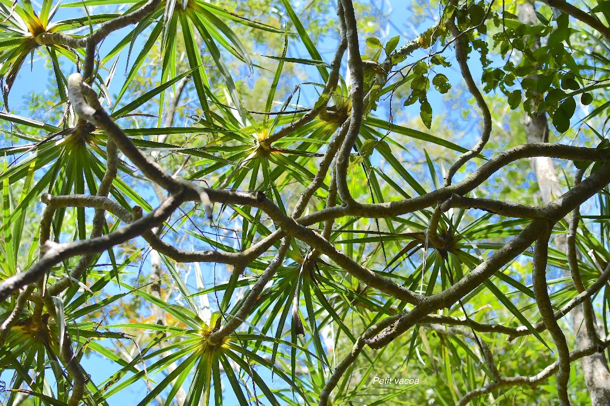 8 Pandanus sylvestris Petit vacoa Pandanaceae ENDEMIQUE LA REUNION .jpeg