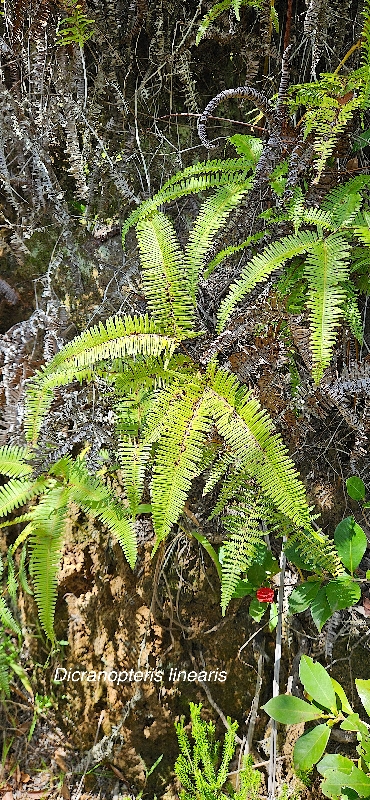 9 Dicranopteris linearis Gleicheniaceae INDIGENE LA REUNION.jpeg