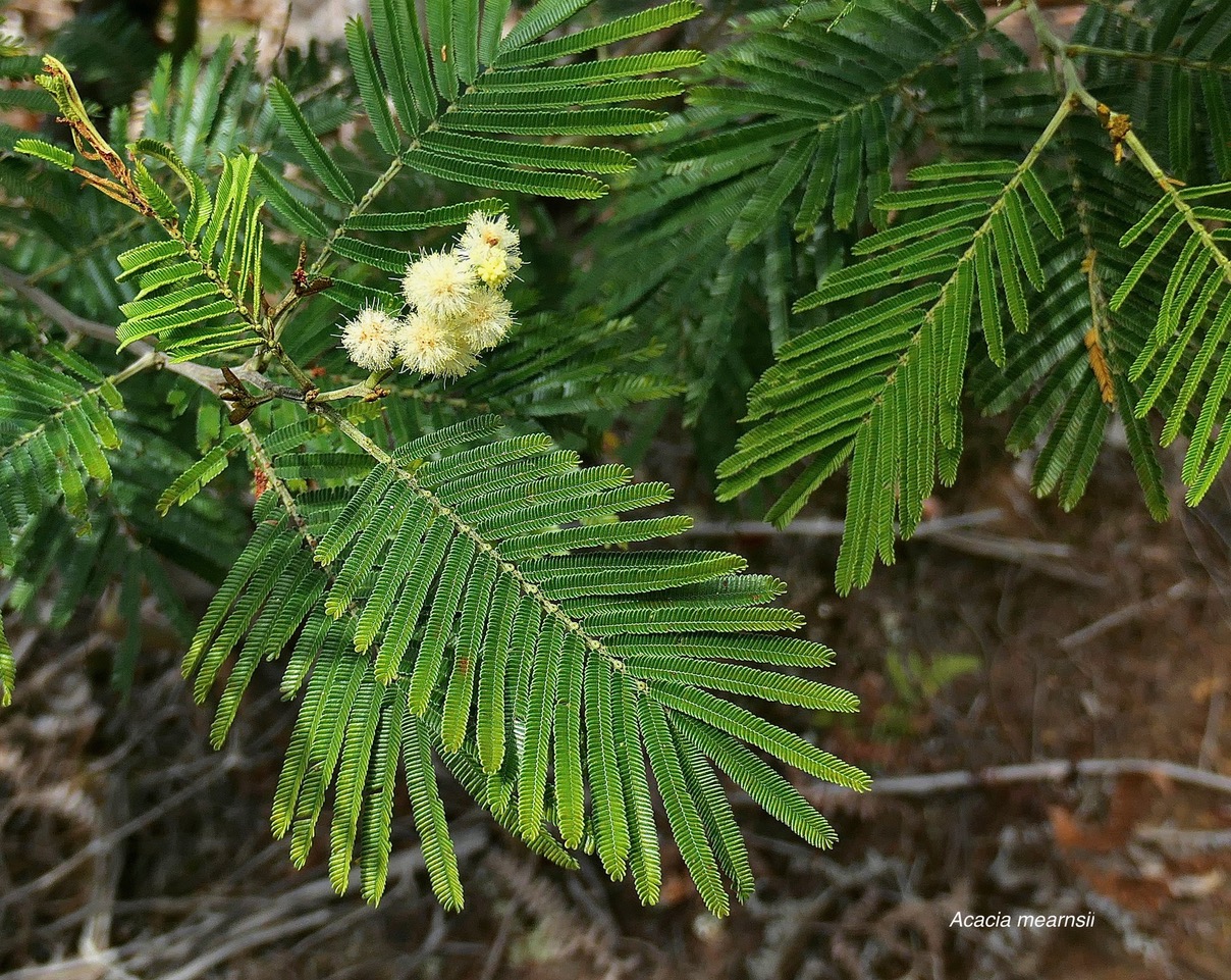 Acacia mearnsii.acacia.fabaceae.amph inaturalisé.très envahissant..jpeg