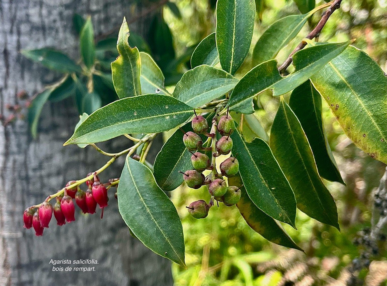 Agarista salicifolia. bois de rempart.( avec fleurs et fruits )ericaceae.indigène Réunion..jpeg