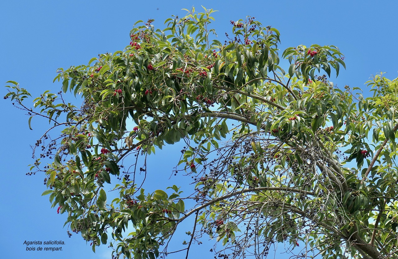 Agarista salicifolia. bois de rempart.ericaceae.indigène Réunion..jpeg