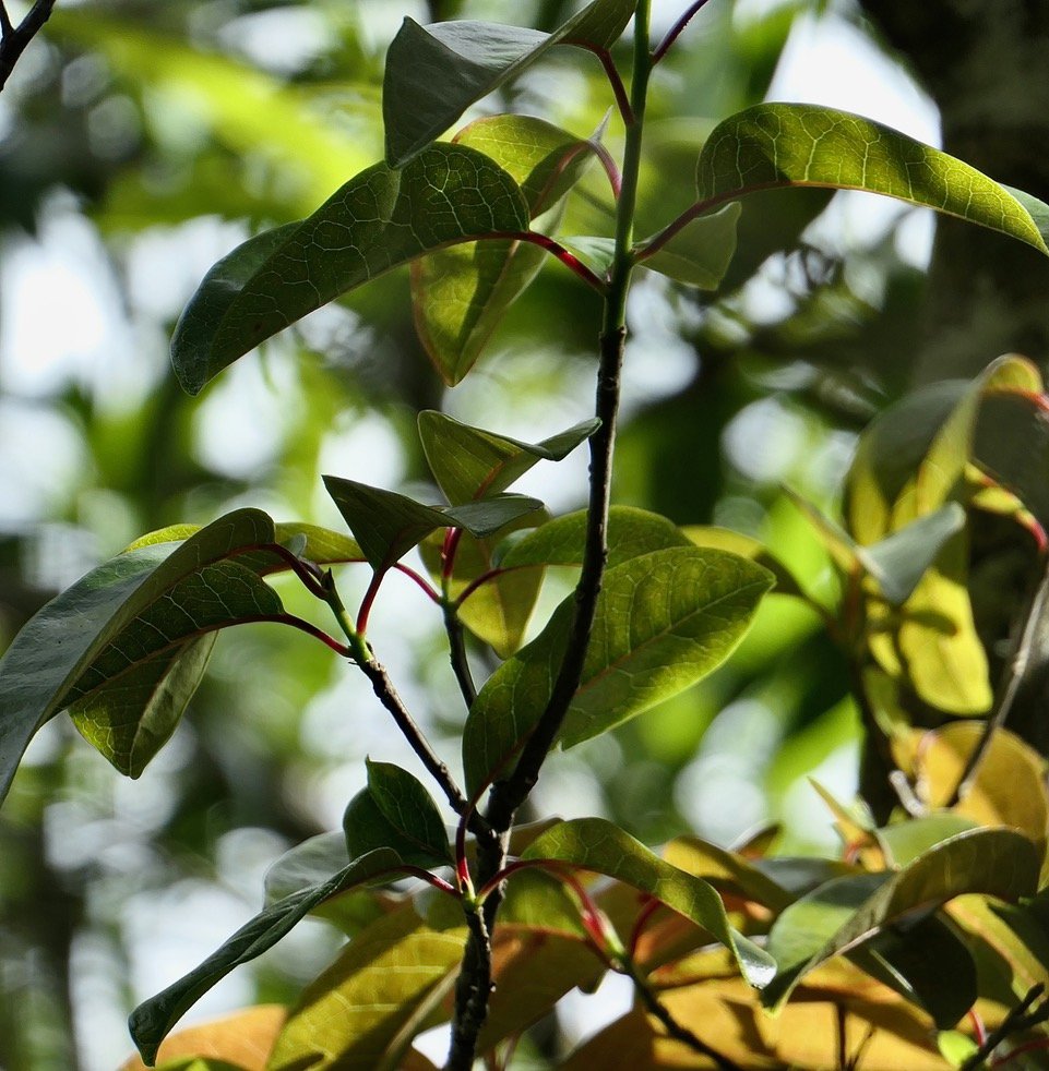 ? ? Apodytes dimidiata.peau gris. mettenuisaceae.( icacinaceae ) indigène Réunion. (2)