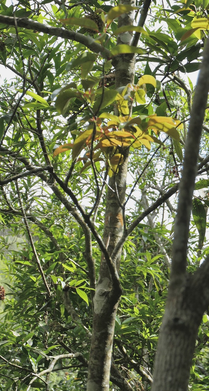 ? ? Apodytes dimidiata.peau gris. mettenuisaceae.( icacinaceae ) indigène Réunion. (3).jpeg