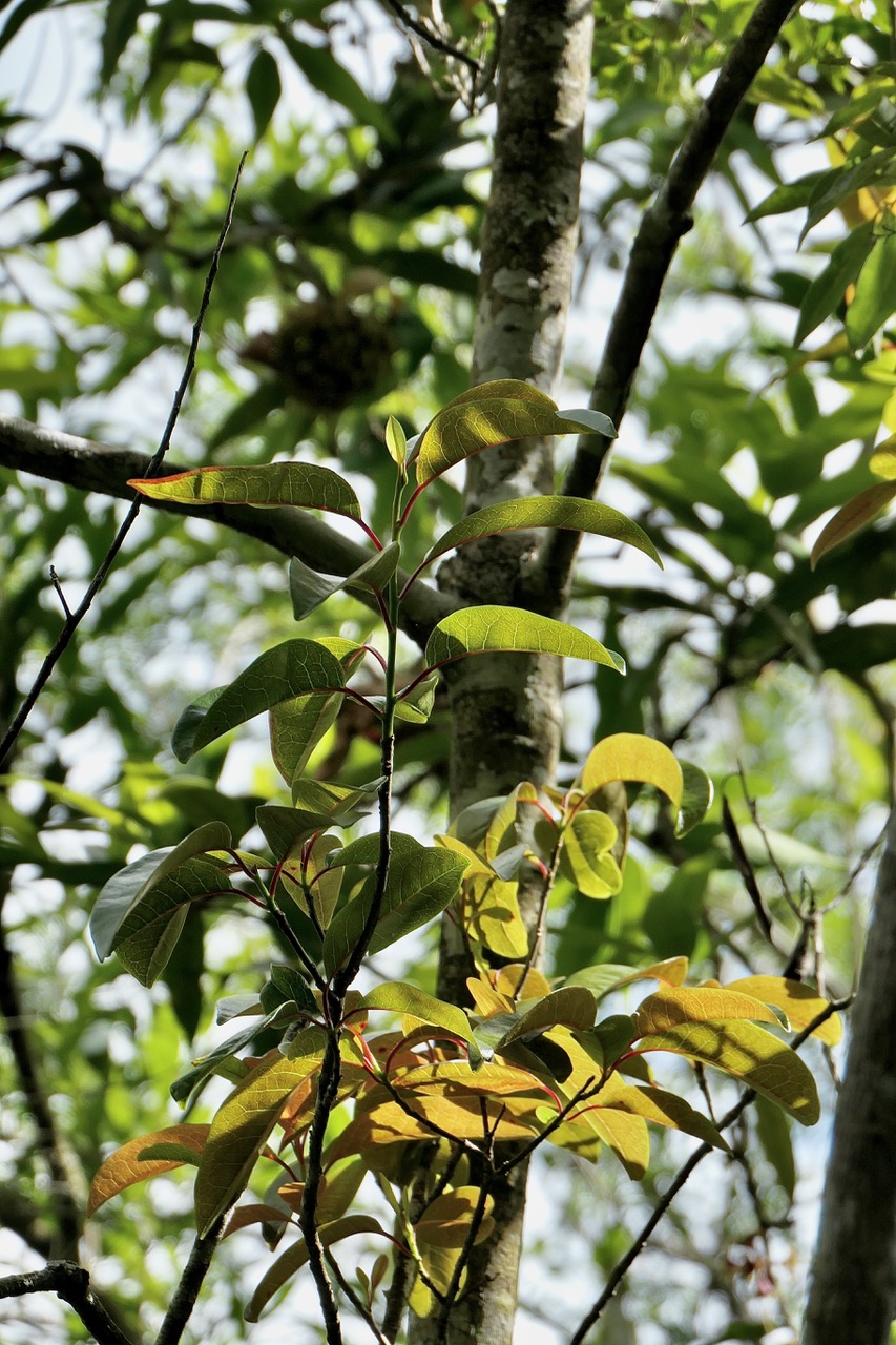 ? ? Apodytes dimidiata.peau gris. mettenuisaceae.( icacinaceae ) indigène Réunion..jpeg