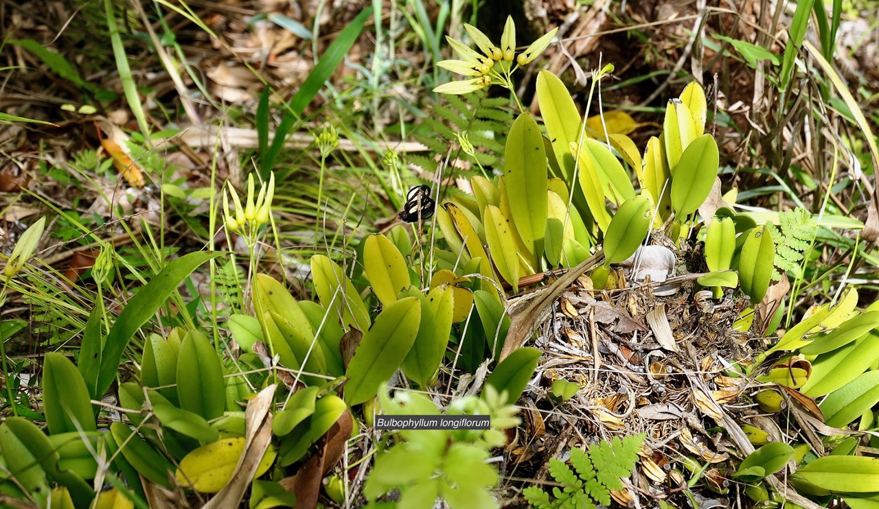 Bulbophyllum longiflorum.orchidaceae.indigène Réunion. (2).jpeg