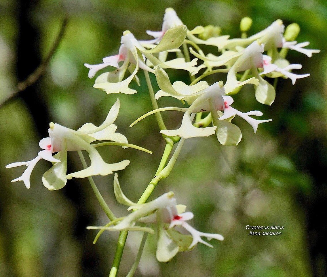 Cryptopus elatus .liane camaron.gros faham;orchidaceae.endémique Réunion Maurice (1).jpeg