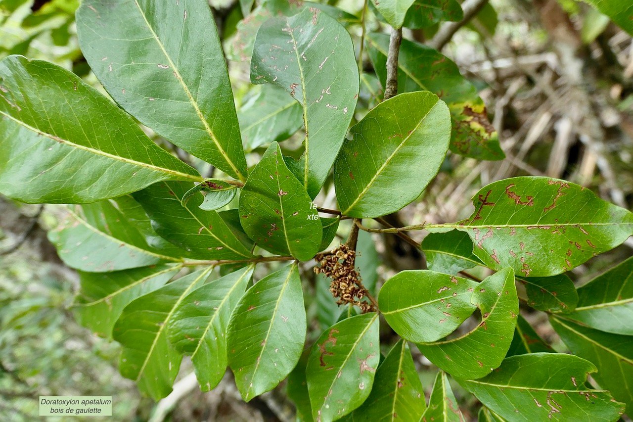 Doratoxylon apetalum var apetalum. Bois de gaulette sapindaceae.indigène Réunion..jpeg