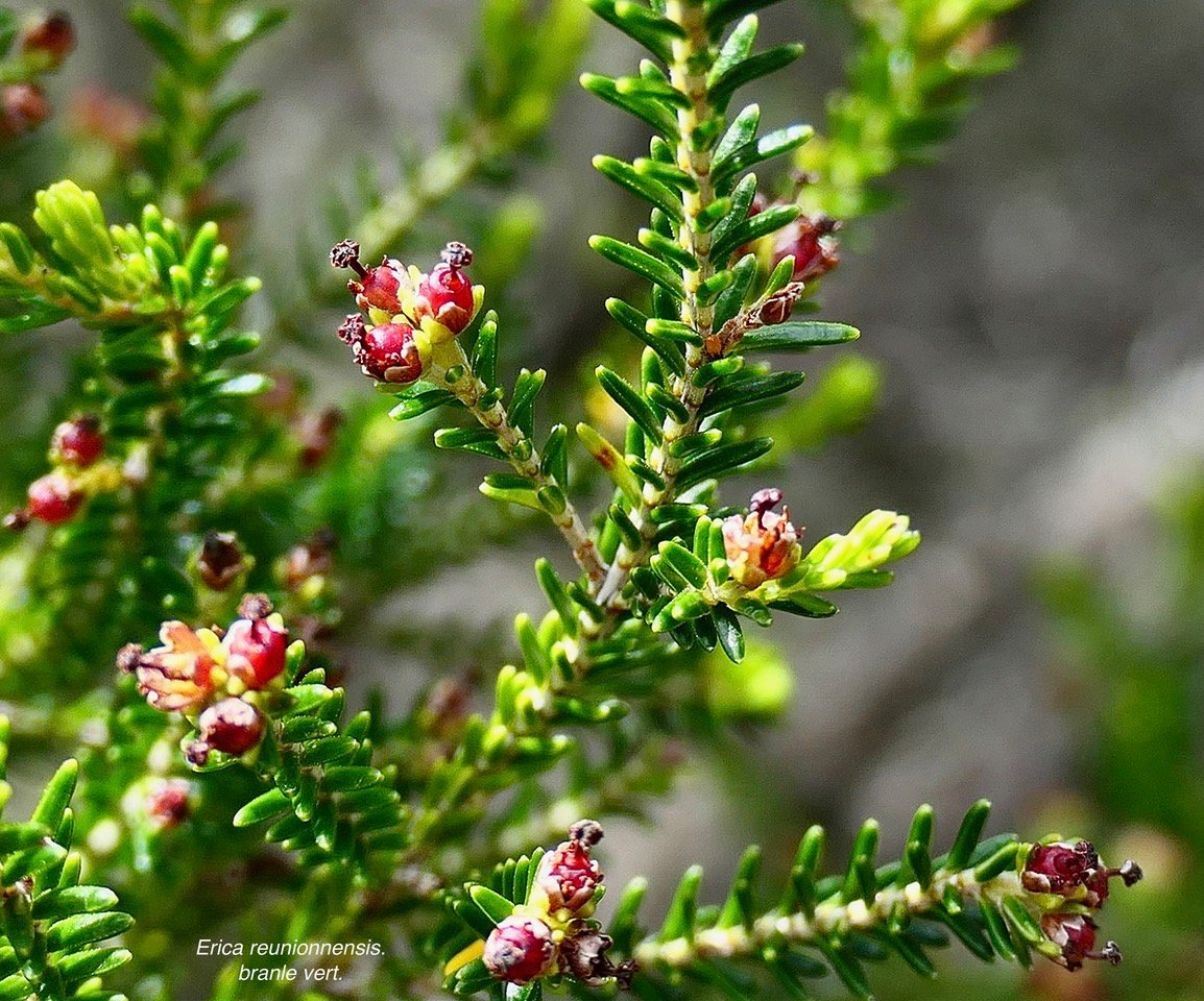 Erica reunionnensis.branle vert.( avec fruits surmontés d 'un reste de pistil ) ericace ae.endémique Réunion...jpeg