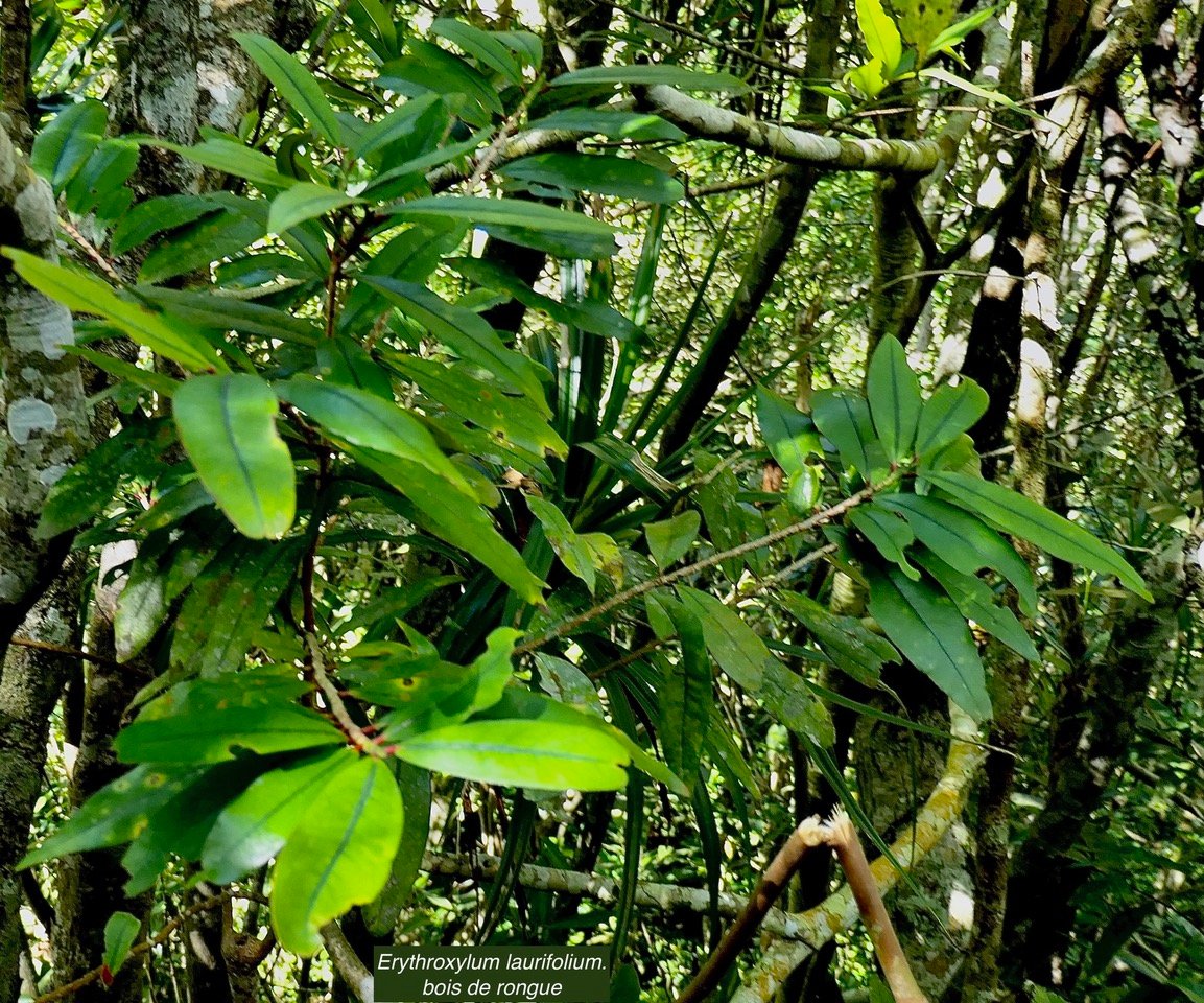 Erythroxylum laurifolium.bois de rongue .eryt hroxylaceae.endémique Réunion Maurice..jpeg