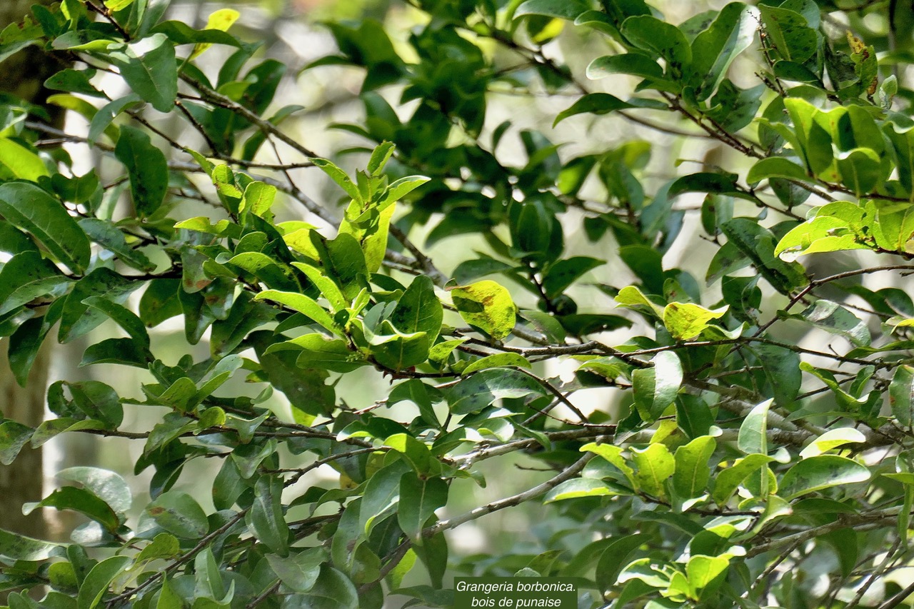 Grangeria borbonica.bois de punaise.chrysobalanaceae.endémique Réunion Maurice ., (2).jpeg