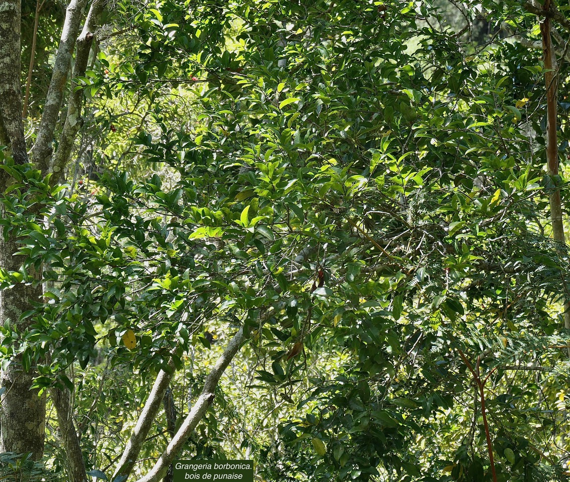 Grangeria borbonica.bois de punaise.chrysobalanaceae.endémique Réunion Maurice .,.jpeg