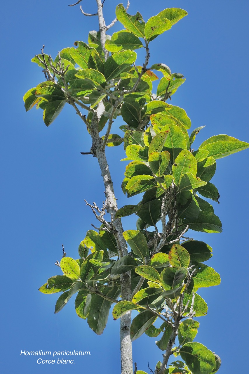 Homalium paniculatum.Corce blanc.bois de bass in.salicaceae.endémique Réunion Maurice.jpeg