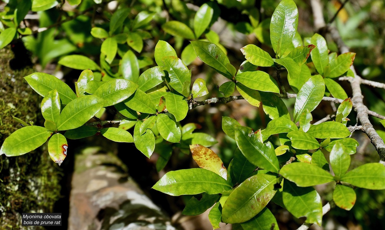 Myonima obovata .bois de prune marron.bois de prune rat.rubiaceae.endémique Réunion Maurice (1).jpeg
