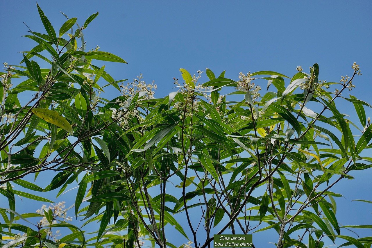 Olea lancea. bois d'olive blanc. oleaceae.indigène Réunion..jpeg