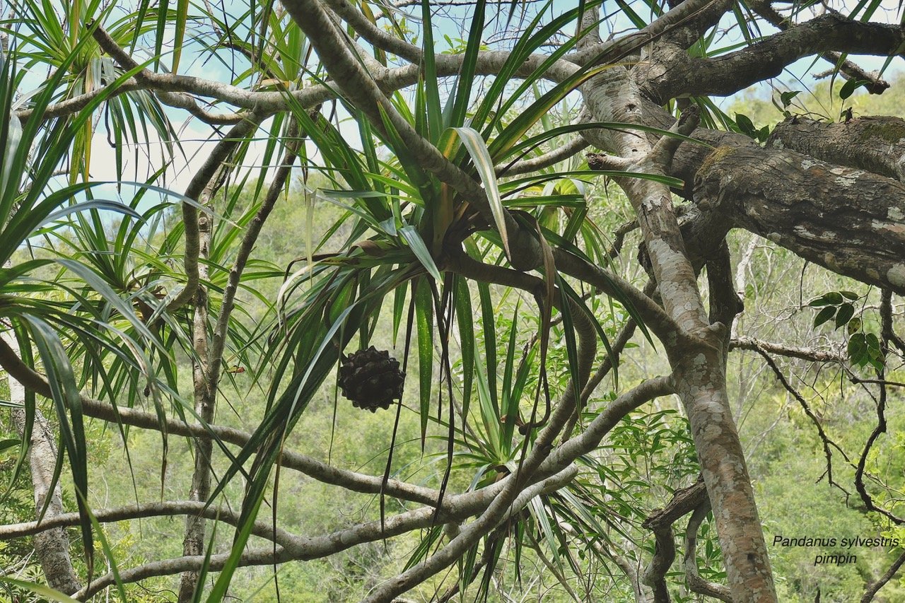 Pandanus sylvestris Bory.petit vacoua. pim pin. pandanaceae.endémique Réunion..jpeg