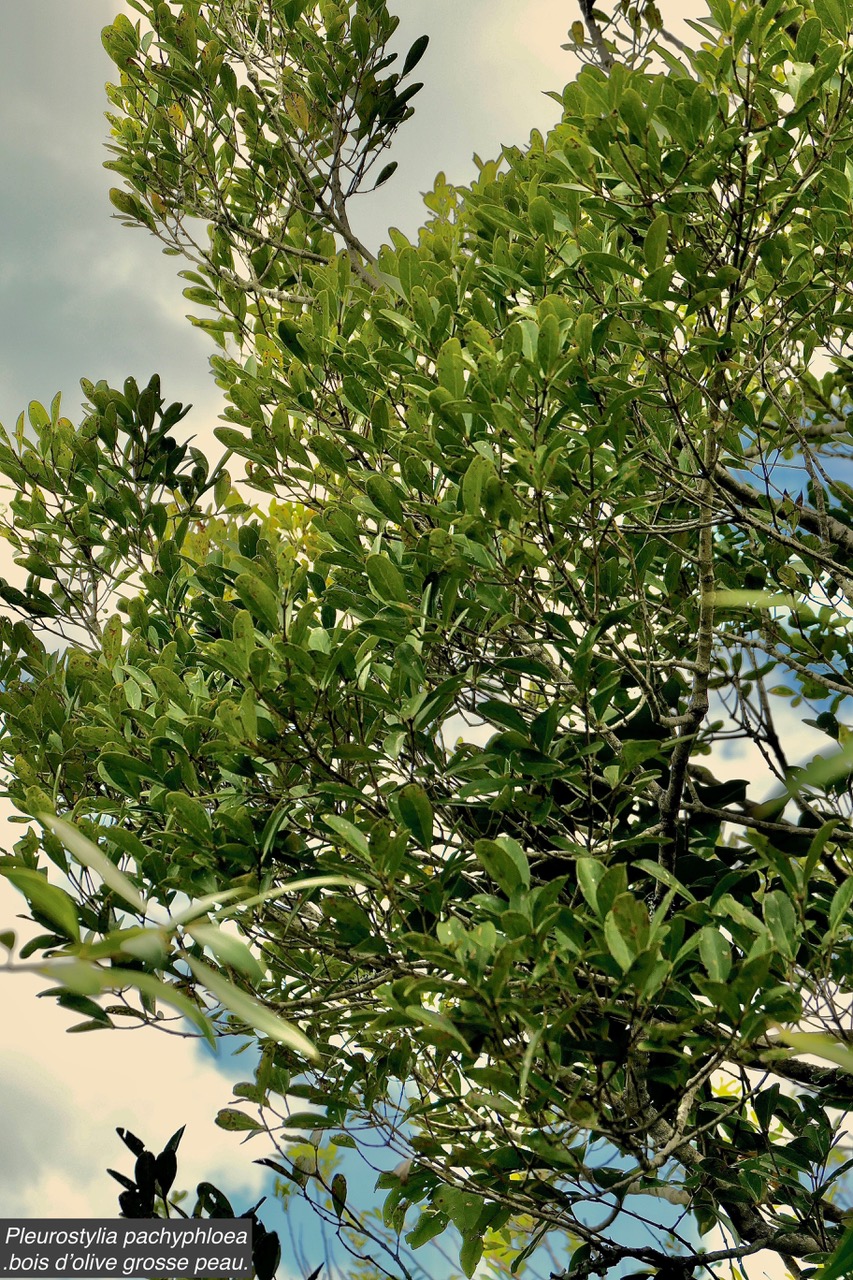 Pleurostylia pachyphloea.bois d’olive grosse peau.celastraceae.endémique Réunion. (1).jpeg