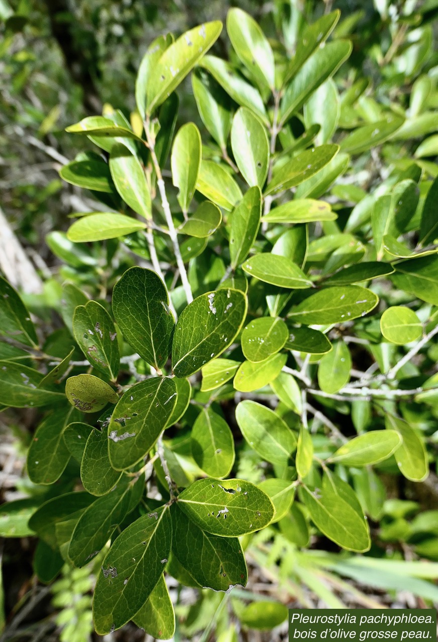Pleurostylia pachyphloea.bois d’olive grosse peau.celastraceae.endémique Réunion..jpeg