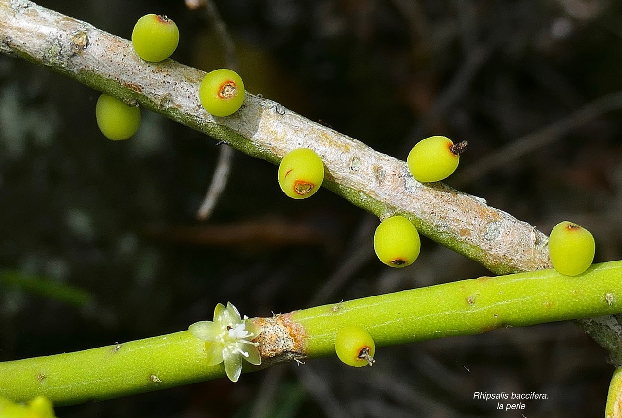 Rhipsalis baccifera. la perle. ( fleur et fruits ) cactaceae.indigène Réunion..jpeg