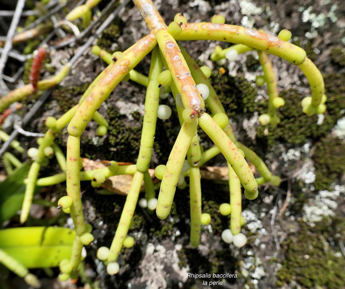 Rhipsalis baccifera. la perle.cactaceae.indigène Réunion. (1).jpeg