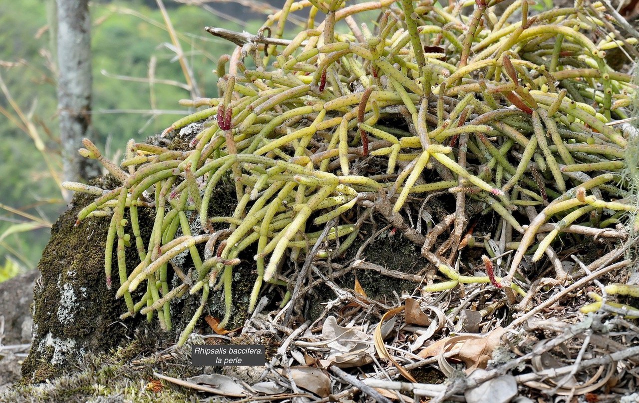Rhipsalis baccifera. la perle.cactaceae.indigène Réunion..jpeg