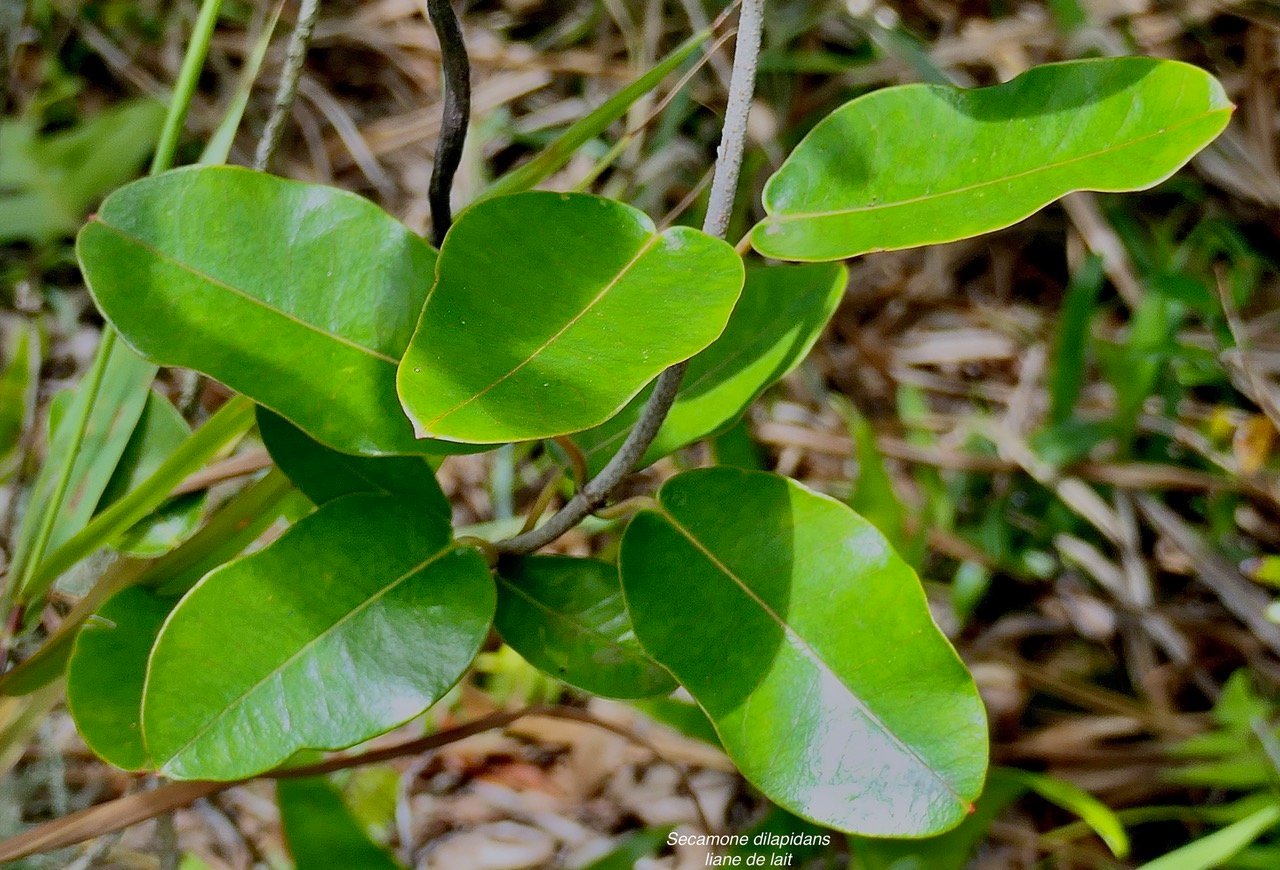 Secamone dilapidans F.Friedman. liane de lait.apocynaceae.endémique Réunion Maurice. (2).jpeg