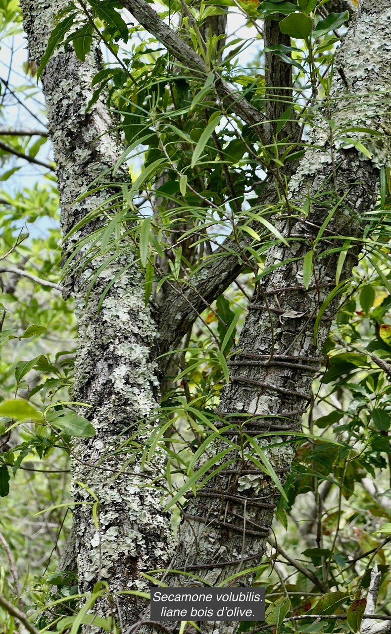 Secamone volubilis.liane bois d’olive.apocynaceae.endémique Réunion Maurice. (1).jpeg