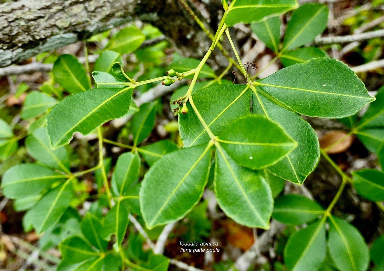 Toddalia asiatica. liane patte poule.( avec jeunes  fruits imatures )rutaceae..indigène Réunion..jpeg